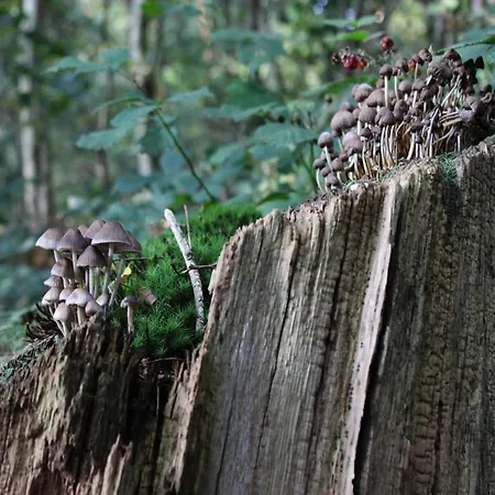 Vakantiehuis Poolside Escape With Sauna *