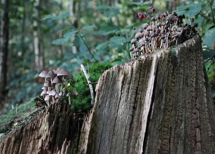 بيت للعطل Poolside Escape With Sauna *